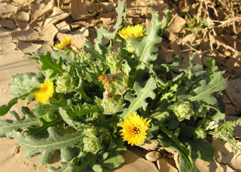 Maror-5 maror Sow Thistle Sonchus oleraceus
